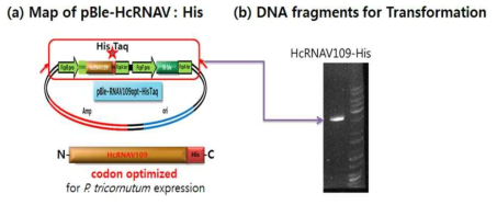 C-terminal에 His tag이 붙어있는 codon optimized 된 HcRNAV109(a), 형질 전환 시 사용된 DNA fragment(b)