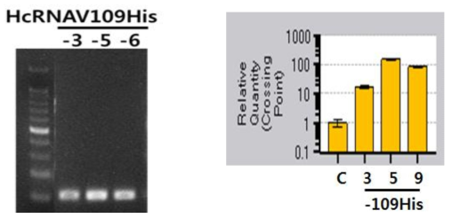 RT-PCR을 통해 확인한 HcRNAV109-His의 형질전환 확인(a), qRT-PCR을 통해 형질전환체에서 상대적 trasnscripts 발현 양 확인(b) (C, Control)