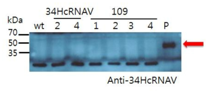 캡시드 단백질의 발현을 확인하는 Immunoblotting