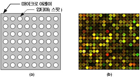 (a) 마이크로 어레이 구조 (b) 칩 스케너 동작 결과물