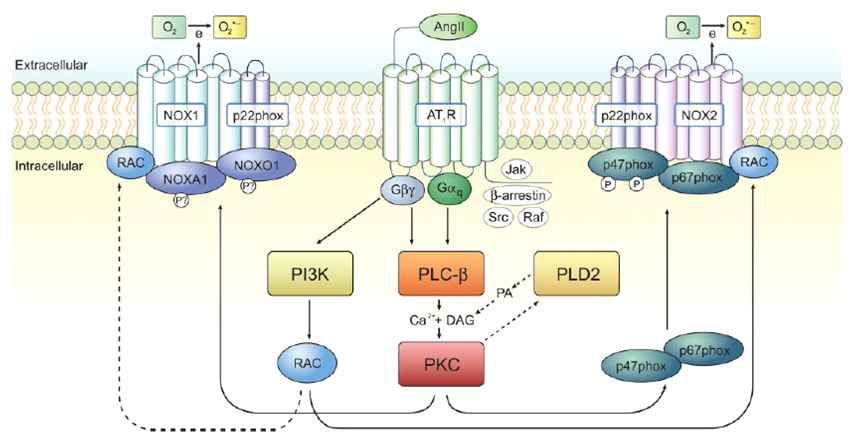 Ang II에 의한 Nox1과 Nox2의 활성화 기전