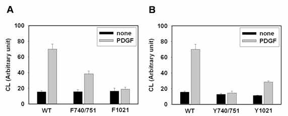 mutant PDGFR를 이용하여 PDGF 자극에 의한 Nox1 활성화 기전에서의 PI3K와 PLCg/PKC의 기여도 확인