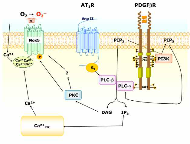 Ang II와 PDGF로부터 Nox5가 활성화되기 위한 예상되는 신호전달 경로