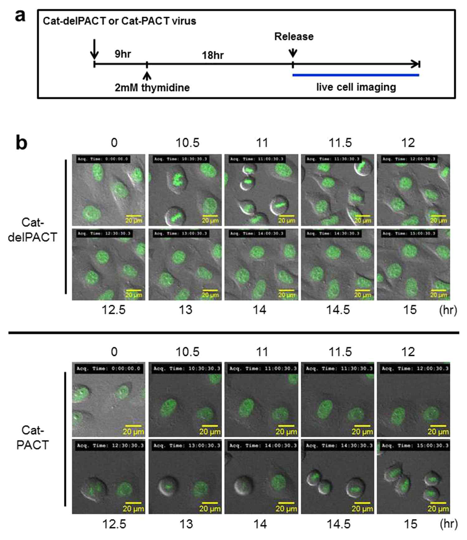 Cat-PACT를 발현시킨 세포와 Cat-delPACT (centrosme에 타겟되지 못하는 catalase)를 발현시킨 대조군을 thymidine 처리하여 G1/S 단계에서 멈추게 한 후에 fresh 배지로 옮겨준 후에 live cell 영상기법으로 세포주기 진행을 조사함. 대조군세포들은 세포주기를 완료하였으나, Cat-PACT 발현세포는 세포분열기로 들어가는 시간이 2-3시간 지연됨