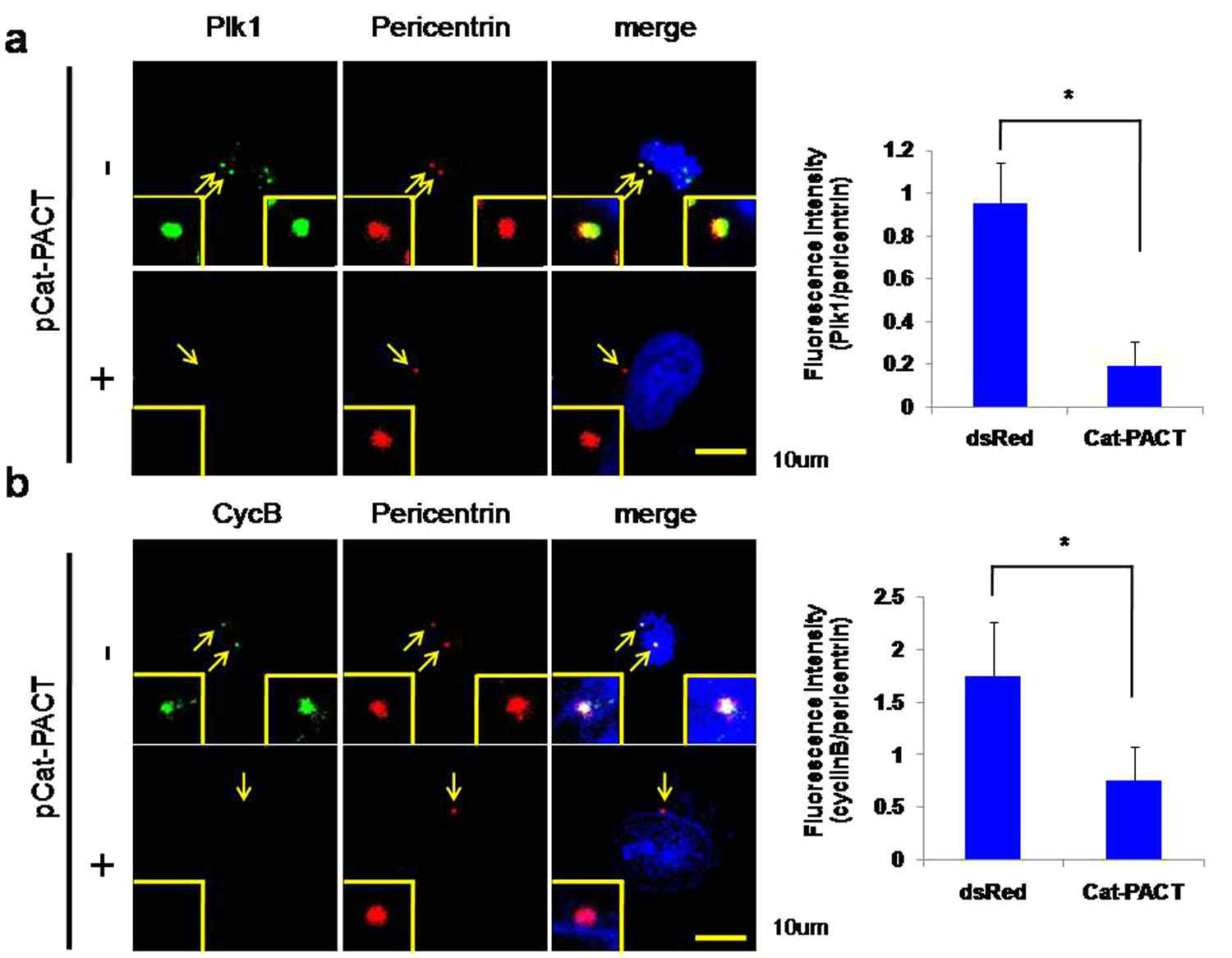 Cat-PACT를 발현시킨 Hela 세포를 thymidine/Nocodazole 처리한 후에 고정시키고 Plk1과 CycB를 탐지하는 항체를 이용하여 면역염색법을 이용하여 분석함. 대조군 세포분열기 세포에서 Plk1과 CycB가 centrosme에 위치함을 알 수 있음. Centrosome maker로 pericentrin 신호를 이용하여 정량하였을 때, Plk1과 CycB가 Cat-PACT 발현세포에서 감소함을 알 수 있음