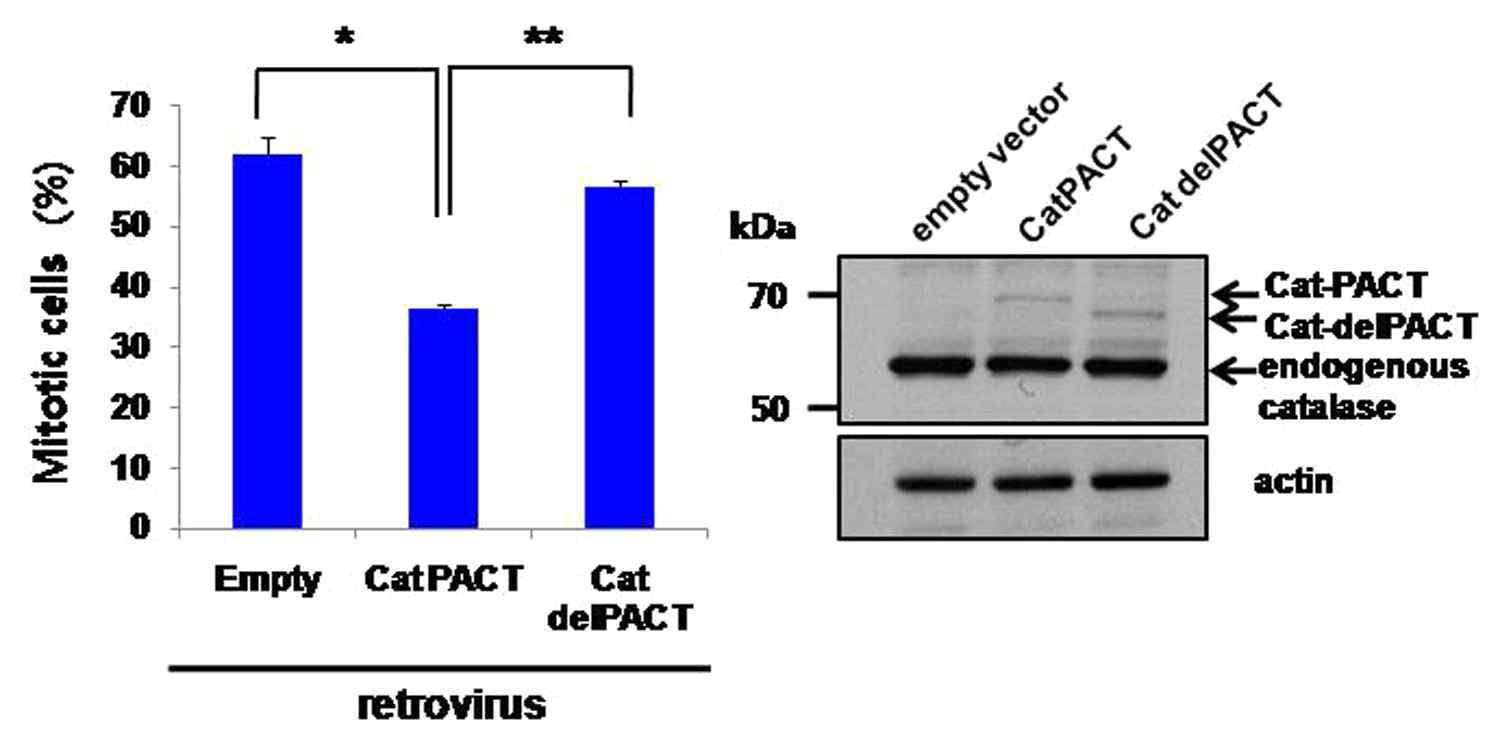 Centrosome에 타겟되는 Cat-PACT와 centrosome에 타겟되지 못하는 Cat-delPACT를 lentivirus를 이용하여 소량 발현시킨후에 세포분열기로의 진행을 분석함