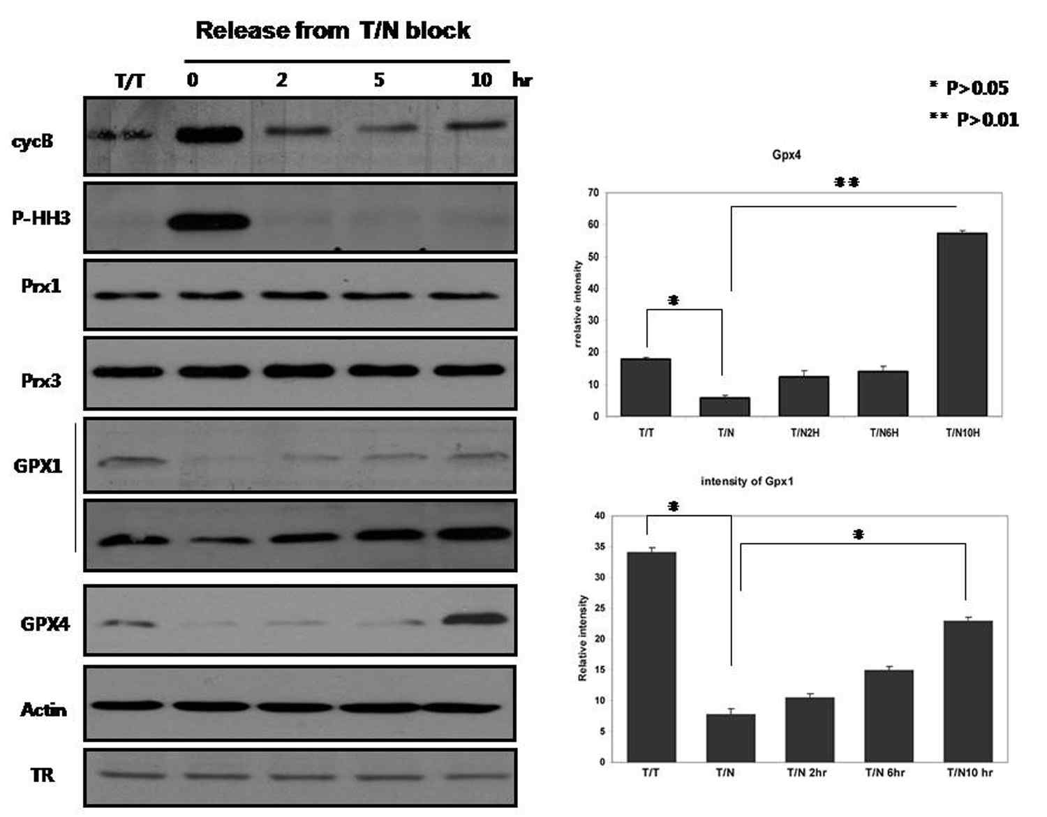 세포분열기와 세포분열기에서 G1 상태로 release된 Hela 세포에서 각각의 항산화단백질 양을 immunoblots으로 분석함