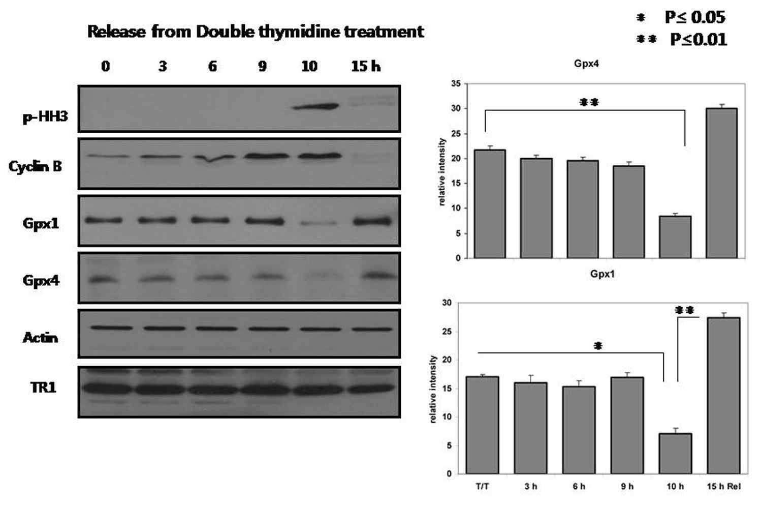 Double thymidine을 G1/S에서 synchronization시킨 Hela 세포를 fresh media를 이용하여 세포주기를 진행시키고, 각 단계에서 항산화 단백질 양을 조사함