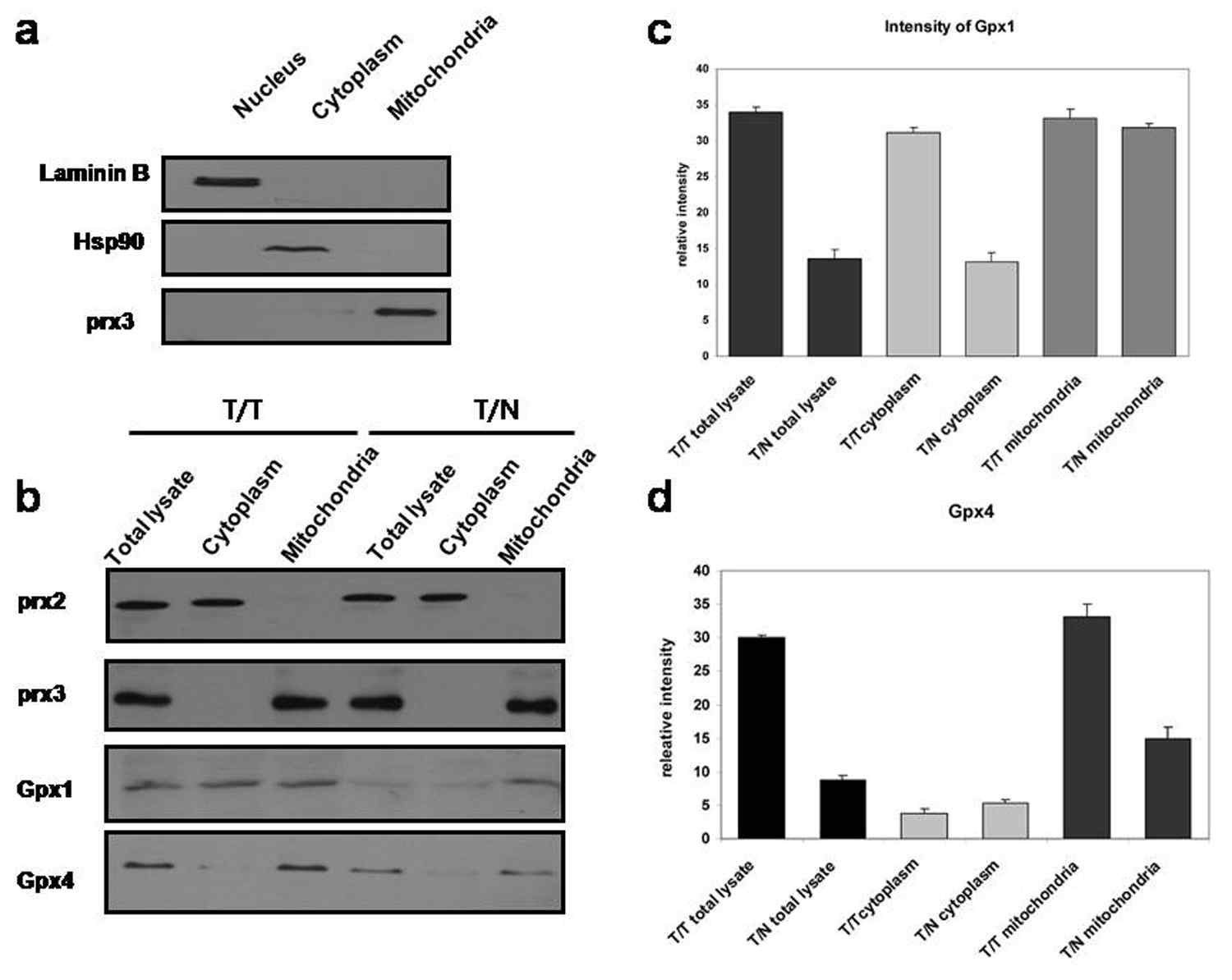 Fractionation 기법을 이용하여 G1세포와 세포분열기 세포에서 mitochondria와 세포질과 핵을 분리하였음 (a). 분리한 fraction에서 Gpx1, Gpx4의 양을 조사하였으며(b), 이를 여러번의 실험을 통하여 통게적으로 분석하였음 (c,d)