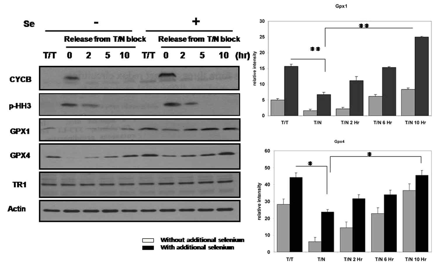 배지에 20nM selenium을 추가적으로 넣은 경우와 그렇지 않은 경우에 세포분열기와 G1 상태의 Hela세포들로부터 얻은 단백질에서 Gpx1, Gpx4, TR1의 발현을 immunoblots으로 조사함. Selenium을 추가적으로 넣어준 배지에서 Gpx1, Gpx4, TR1의 발현이 증가함