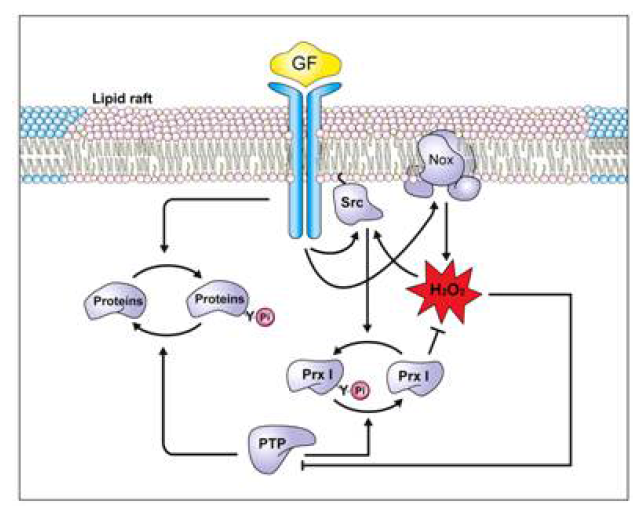 Lipid rafts에서 일어나는 H2O2의 축적과 신호전달에 Prx I의 인산화가 미치는 영향