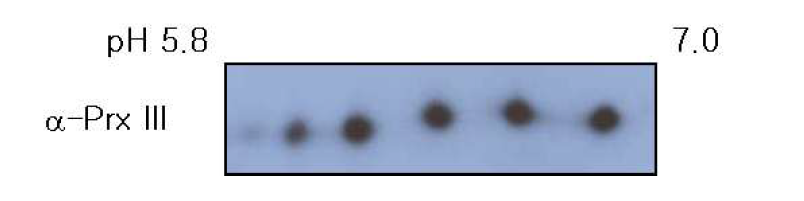 2-D gel을 통한 세포 내에서 Prx III의 multiple spot 확인