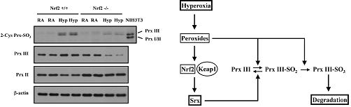 Hyperoxic stress에 대한 Srx와 Prx III의 조절 기전