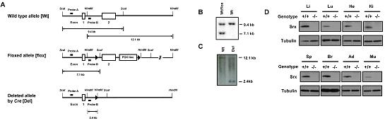 Conditional Srx knockout 마우스 제작및 확인