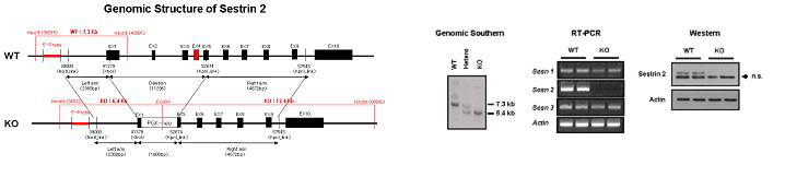 Conventional Sestrin2 knockout 마우스 제작및 확인