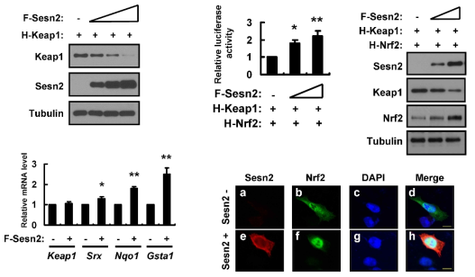 Sestrin2 mediates Nrf2 activation through Keap1 degradation