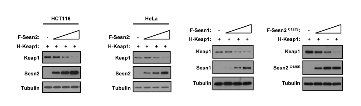 Sestrin 2 meditaes Keap1 degradation