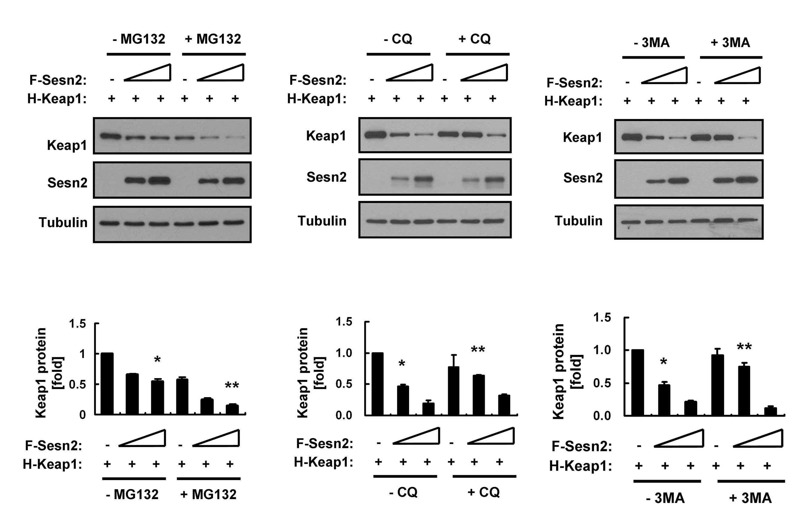 Effects of inhibitors on the Sestrin 2-induced Keap1 degradation