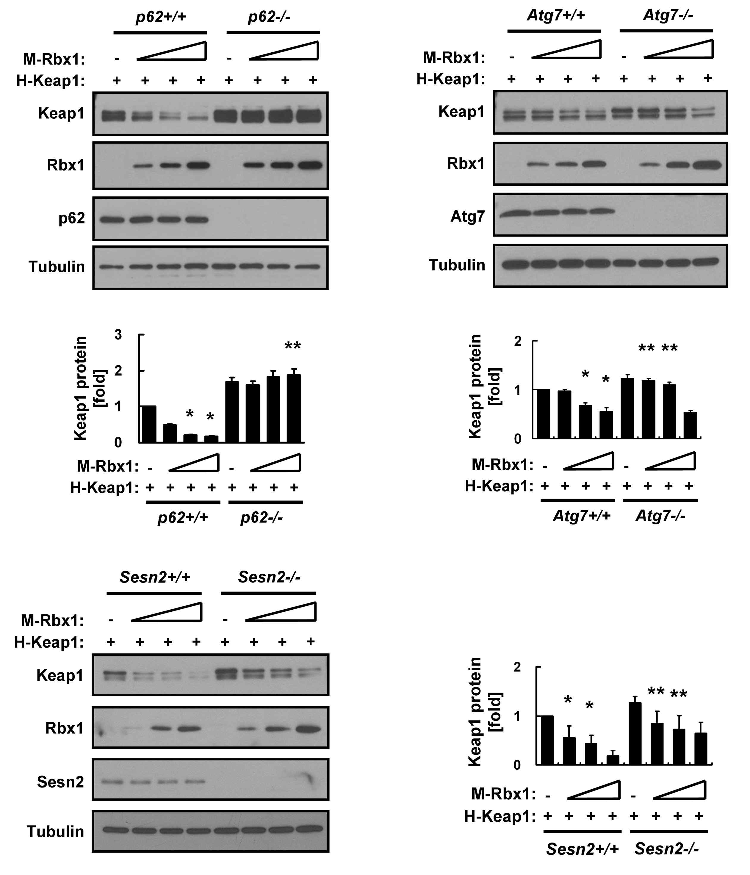 Rbx1-mediated Keap1 degradation is facilitated by p62-dependent autophagy pathway and is mainly dependent of Sestrin2