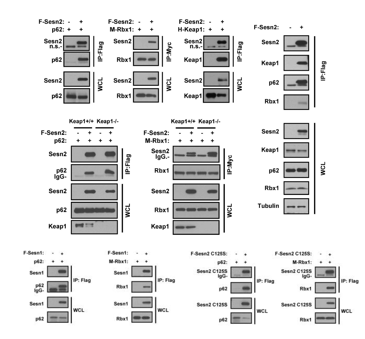 Sestrin1 or 2 interacts with Keap1, p62, or Rbx1