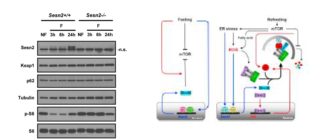 Sestrin2 inhibits mTOR signaling during fasting in mouse liver and working model for antioxidant role of Sestrin2