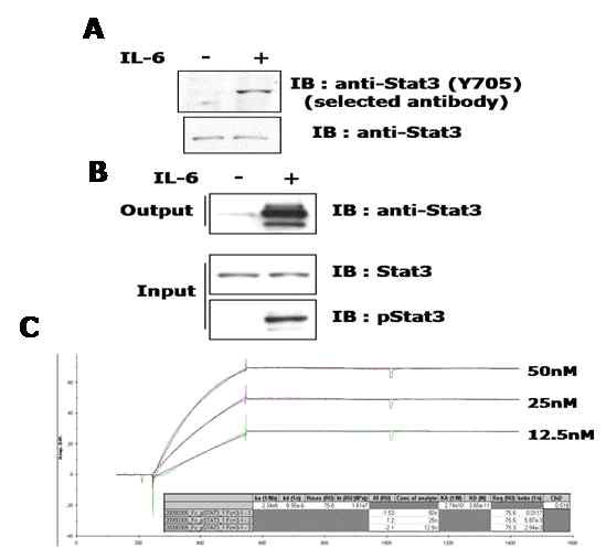 STAT3(Y705)항체의 선택적 결합확인 및 biacore를 이용한 친화도측정 A. IL-6 처리한 HepG2 cell에서의 immunoblot 결과 B. IL-6 처리한 HepG2 cell에서의 immunoprecipitation 결과 C. Biacore를 이용한 STAT3 인산화 항체의 농도별 친화도 측정