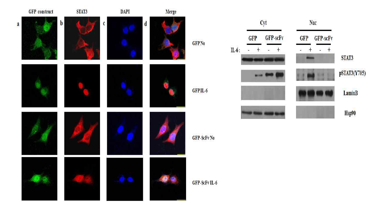 세포내 STAT3 인산화 인식 항체(GFP-scFv)의 발현에 따른 STAT3의 핵으로 이동 억제 (GFP Ad: control, GFP-ScFv Ad: STAT3 인산화 항체)