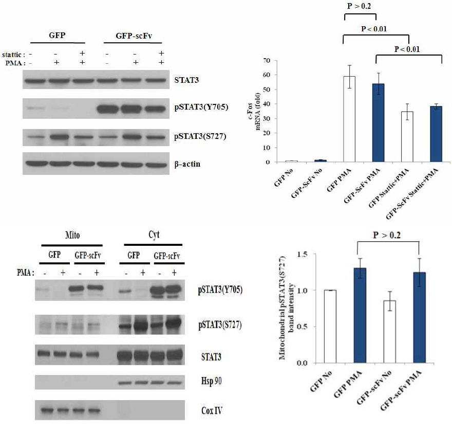 PMA에 의한 STAT3 세린잔기 인산화와 c-Fos발현에서 STAT3 화학적 저해제(stattic)와 항체발현의 영향의 비교