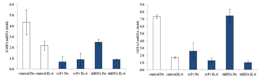 인터루킨-6 신호전달에서 STAT3 인산화 인지 항체와 STAT3 발현억제의 transciptome 비교 및 발현차이를 보이는 유전자 분석