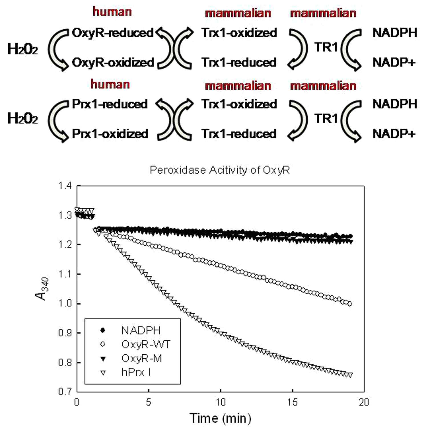 Wild-type OxyR (open circles), mutant OxyR (closed triangle), human Prx I (open triangles)의 peroxidase 활성이 100uM H2O2를 넣어주었을 때, NADPH 산화반응과 연계하여 A340의 감소로 측정하였음. 0.1 μM rat recombinant thioredoxin reductase 1 (purchased from IMCO, Stockholm, Sweden), 2 μM human recombinant thioredoxin 1을 이용하였음. OxyR의 peroxidase 활성은 human PrxI 활성의 약 10%를 보였음