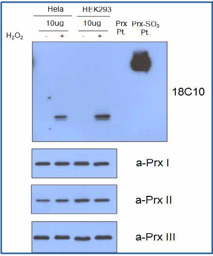 Phage displaly를 통해 얻은 scFv의 Western Blot 결과