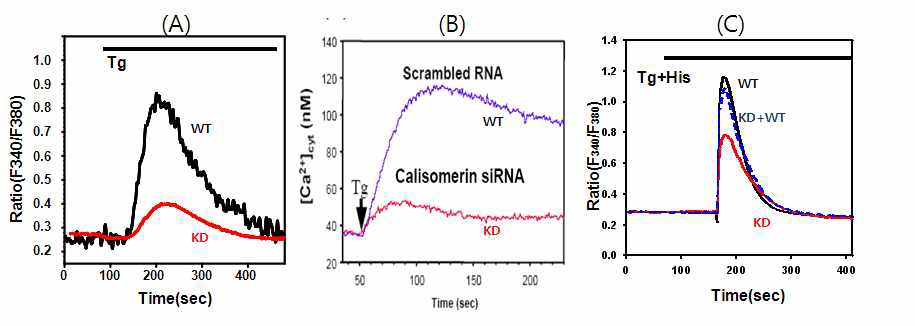소포체 저해제 처리 시 세포내 칼슘의 유통 (A: HeLa, B: Jurkat cell) 과 WT add-back시 칼슘유통의 회복(C)