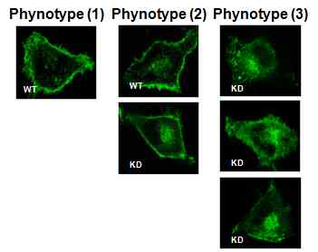 wild type과 calisomerin 결핍 세포주에서 EGF receptor의 folding에 따른 phenotype종류