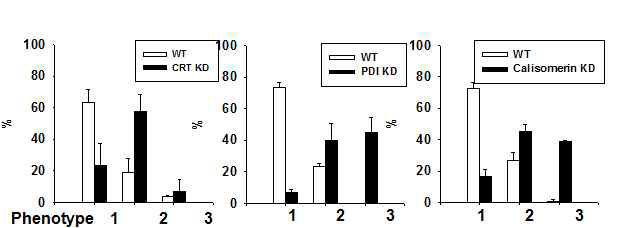 calreticulin 결핍 세포주(좌), protein disulfide isomerase 결핍 세포주(중), calisomerin 결핍된 세포주(우)에서의 EGF folding phenotype