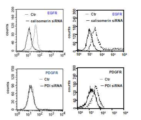 calisomerin과 PDI 기능 결핍에 따른 receptor 발현의 감소