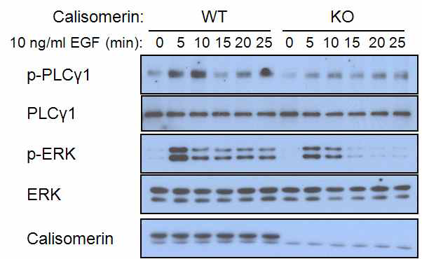 Calsiomerin 결핍 쥐와 wild type 쥐의 keratinocyte에서 EGF 자극에 의한 PLCγ1과 ERK의 인산화