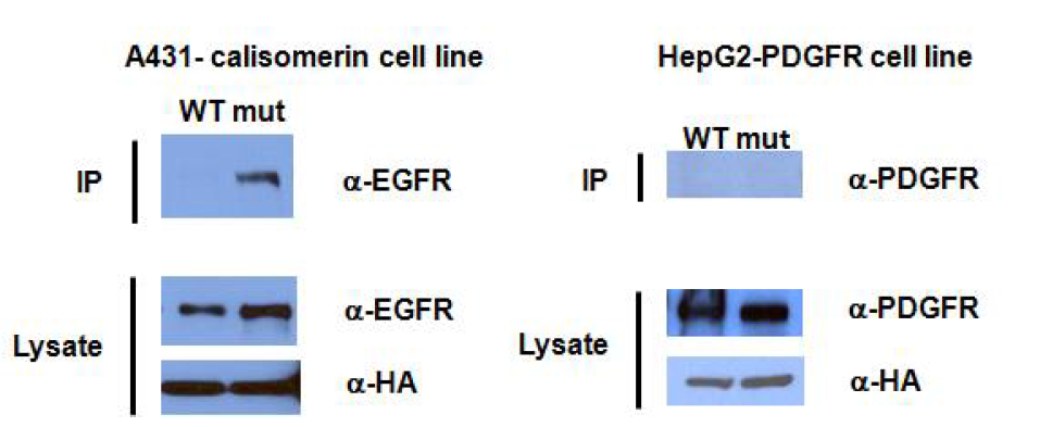 calisomerin wild type과 substrate-trapping mutant과 각 receptor간의 co-immunoprecipitation