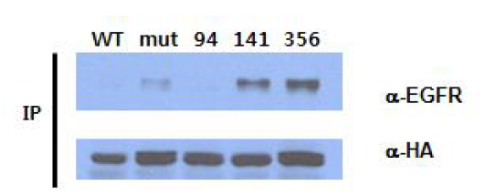 calisomerin single substrate-trapping mutant들과 EGF receptor간의 결합을 확인한 co-immunoprecipitation