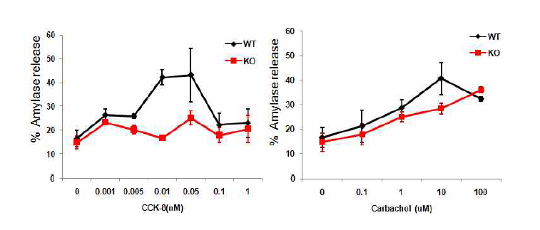정상쥐와 Calisomerin 조건부 유전자 적중쥐의 acinar cell에서 자극후 a-amylase 유리 정도 측정