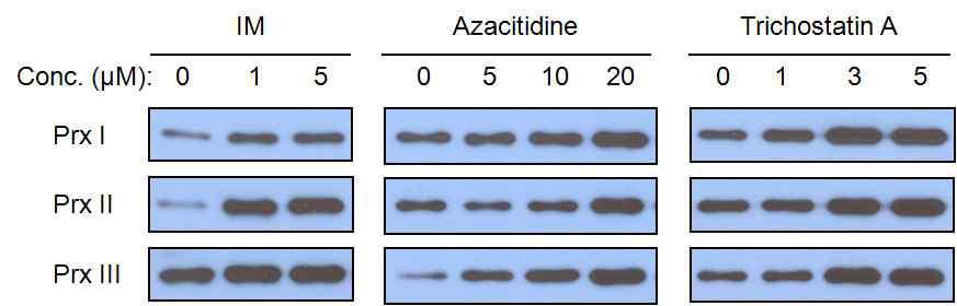 BCR-ABL 단백질을 발현 하는 K562 세포에서 IM, azacitidine, trichostatin A에 의한 Prx I, Prx II, Prx III의 발현 변화