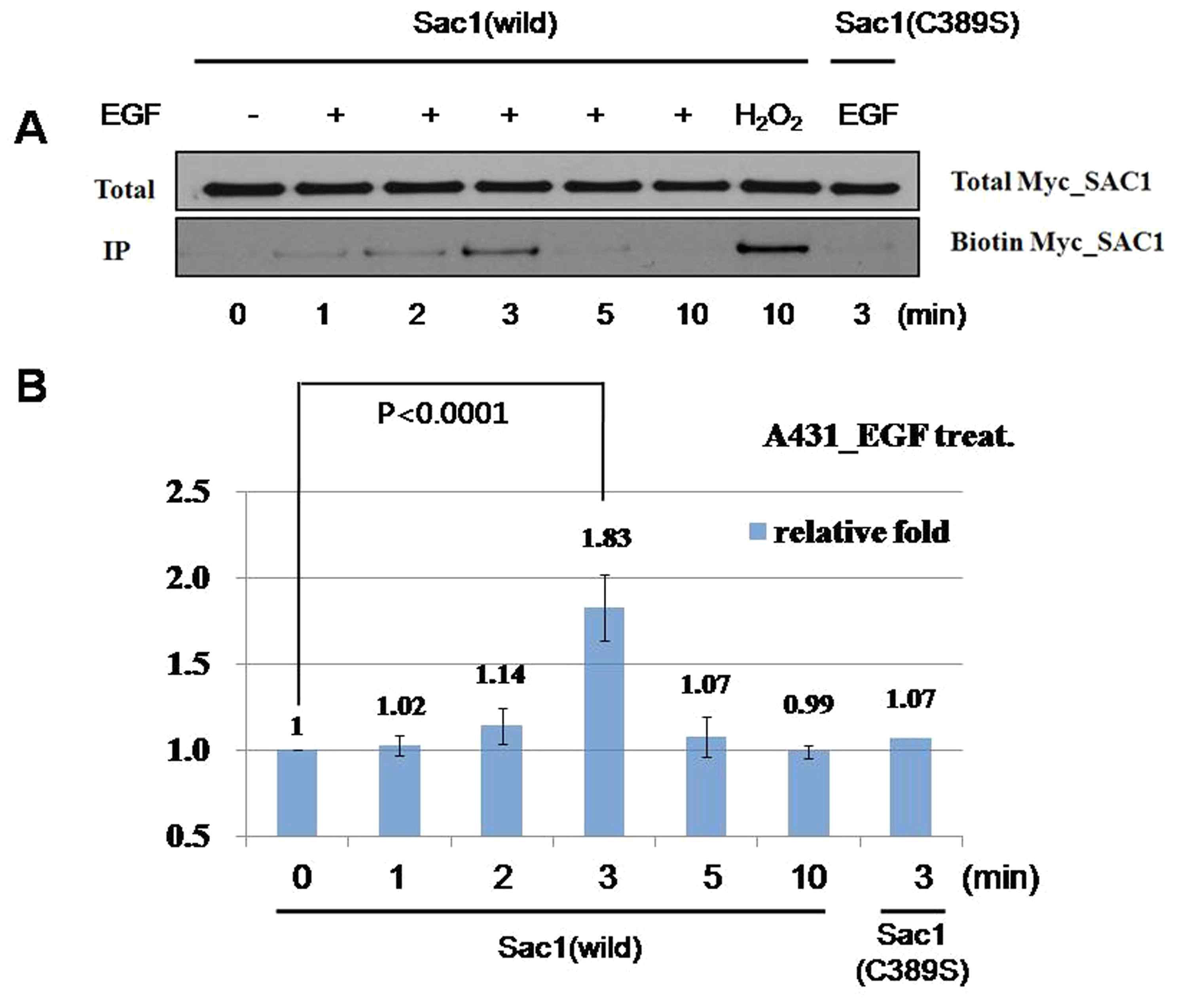 EGF를 처리한 A431 세포에서 각 시간별로 시료를 얻은 뒤에 biotinylated cysteine 탐지법으로 산화정도를 측정함. (B)는 (A)의 biotinylated Sac1을 densitometer로 정량한 그래프임. 세 번의 독립된 실험 결과로부터 얻은 것임