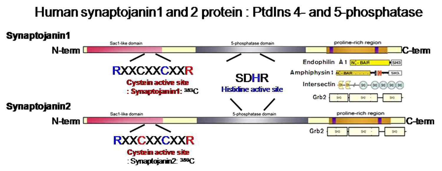 Synaptojanin 1,2 단백질 domian 구조. 4-phosphatase domain은 활성부위에 Cysteine 잔기를 갖고 있고 5-phosphatase domain은 활성부위에 Histidine 잔기를 갖고 있으며, C 말단부위에 여러 단백질들과 결합하는 proline-rich domain이 있음