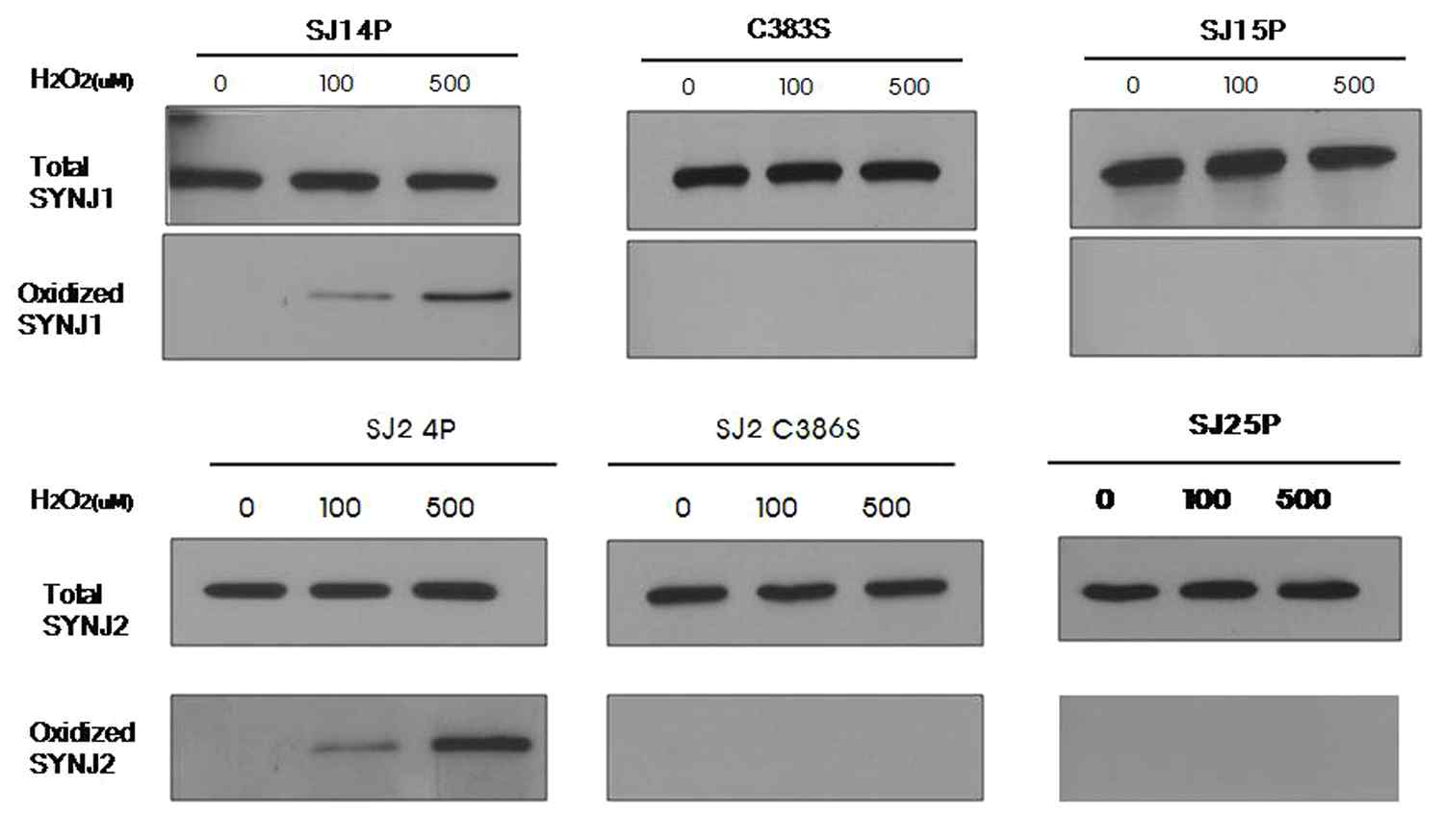 Synaptojanin 1 또는 2를 발현시킨 세포에서 외부에 H2O2를 각 농도별로 10분 처리한 후에 세포를 모아서 Biotin-NEM 표지법을 이용하여 산화된 Cys 잔기의 존재를 분석함