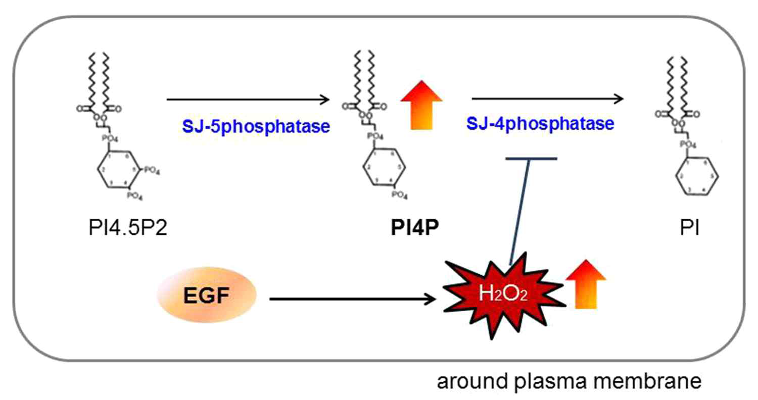 EGF 자극 시에 발생하는 과산화수소수가 SJ 단백질의 산화를 통해서 일시적으로 PI4P 양 증가에 관련함
