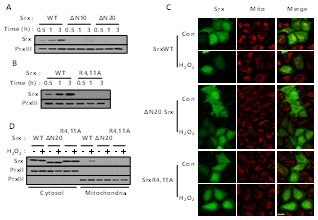 SrxWT, mutant의 translocation