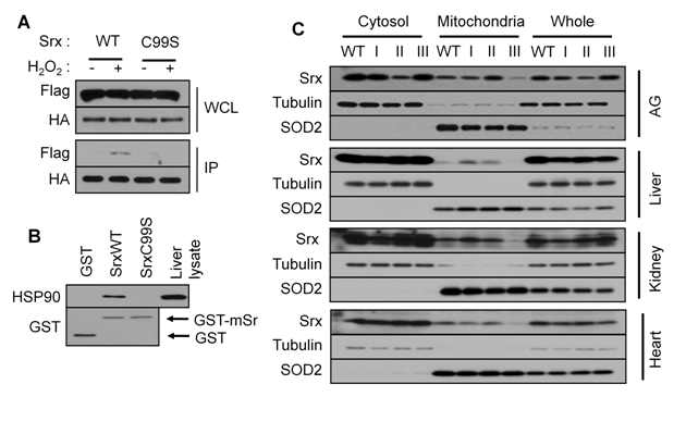 HSP90에 의한 Srx translocation과 PrxIII에 의한 Srx의 안정화
