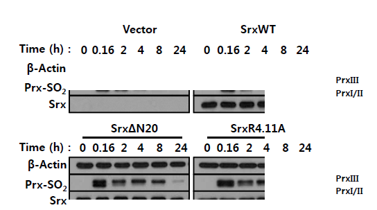 SrxWT, mutant에 의한 PrxIII 과산화 변화