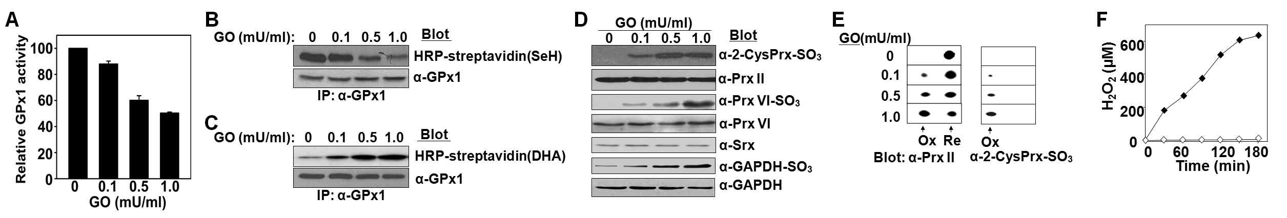 GO에 의해 지속적으로 외부에서 생성된 H2O2가 적혈구의 항산화효소에 미치는 영향. GO의 양에 따른 GPx1의 활성(A)과 셀레놀의 양(B), DHA-GPx1의 양(C), PrxII와 PrxVI의 과산화 정도(D), 2D에서의 PrxII의 과산화 정도(E), GO(1mu/ml)에서의 H2O2생성량(F). Ox, 산화된 PrxII; Re, 환원된 PrxII