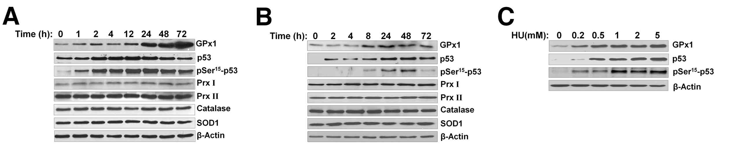 GPx1의 발현에서 p53의 역할. p53 activator인 nutlin-3에 의한 GPx1의 발현(A), p53결손 HCT116 cell(B)과 p53 결손 MEF cell(C)에서의 GPx1의 발현