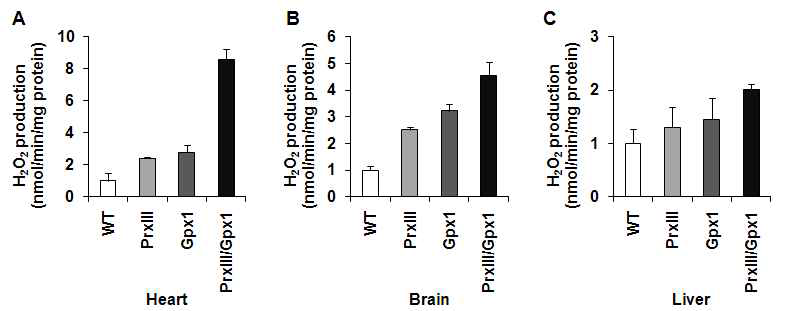 PrxIII/Gpx knockout 마우스의 심장(A), 뇌(B), 간(C) 으로부터 분리된 미토콘드리아에서 과산화수소의 생성량 비교